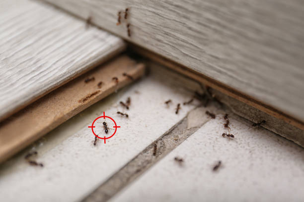 Pest Control for Restaurants in Shelby, NC