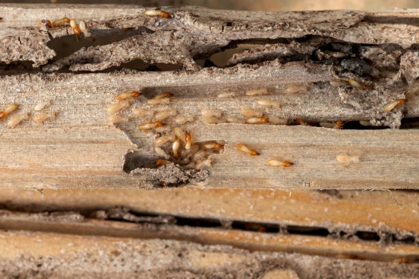 Trusted Shelby, NC Pest Control Experts
